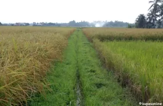 Irigasi Saluran cacing yang masih konvensional di areal sawah petani di Marabau, Kota Pariaman.