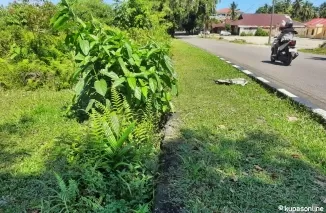 Trotoar yang sudah menghijau diselimuti rumput pada Ruas Jalan Simpang Tiga Kantor PU ke Simpang Tiga Ujuang Batuang Kota Pariaman.(Trisnaldi).