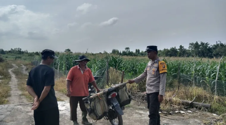 Satu Bulan Lagi Siap Panen, Jagung Warga Binaan Polisi Penggerak Jadi Percontohan