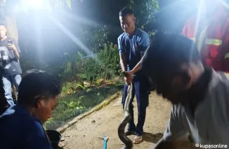 Petugas Pemadam Kebakaran Kabupaten Agam berhasil mengevakuasi seekor ular piton di Jorong III Sangkir, Nagari Lubuk Basung