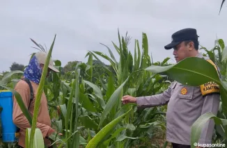 Polsek Pemulutan Laksanakan Monitoring Perkembangan Tanaman Jagung Program Ketahanan Pangan