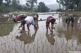 Pos Mahen 741/GN Bersama Masyarakat Laksanakan Tanam Padi di Daerah Perbatasan
