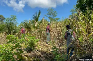 Wujudkan Ketahanan Pangan Satgas Yonif 741/GN Pos Salore Panen Jagung Bersama Masyarakat Perbatasan