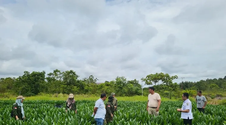 DUPT BP3B Lakukan Pengawasan Ketat Benih Kelapa Sawit untuk Meningkatkan Kualitas di Kalimantan Tengah
