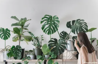 7 Tanaman Hias yang Dihindari dalam Feng Shui untuk Keseimbangan Energi Rumah