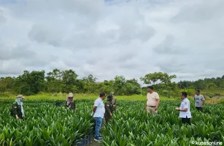 DUPT BP3B Lakukan Pengawasan Ketat Benih Kelapa Sawit untuk Meningkatkan Kualitas di Kalimantan Tengah
