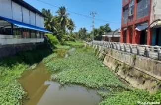 Gulma yang tumbuh di aliran Batang Pampan Kota Pariaman yang belum tersentuhpembersihan.