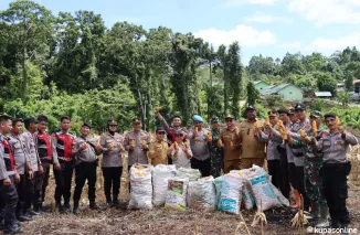 Polres Kepulauan Mentawai Dukung Program Ketahanan Pangan Melalui Panen Jagung yang Mencapai 3 ton di Desa Sipora Jaya