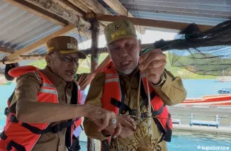 Sungai Bungin Pessel Berpotensi Jadi Sentra Budidaya Lobster dan Kerapu Unggulan