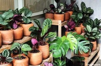 Tanaman Hias Mahal dan Langka yang Dicari Banyak Orang di Tahun 2025