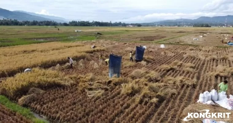 Pemko Solok Siap Kawal Keaslian Beras Solok di Pasaran