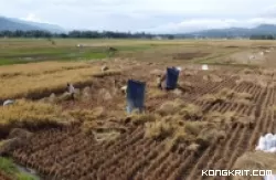 Pemko Solok Siap Kawal Keaslian Beras Solok di Pasaran