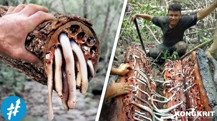 Sensasi Ekstrem Cacing Tembiluk, Warisan Kuliner Nenek Moyang yang Kaya Manfaat