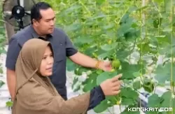 Sekdako Pariaman Tinjau KAIC Desa Kampung Apar Budidaya Melon Golden Hydroponic dengan Sistem Dutch Bucket