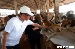 Pengusaha Agribisnis Nasional Arie Triyono (baju putih) bersama Direktur Pembiayaan Pertanian, Indah Megahwati saat melihat kondisi peternakan PT. Lembu Setia Abadi Jaya di Tangerang, Banten