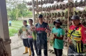 Tinjau Lahan Pertanian, Kajari Pasaman dan Wali Nagari Aia Manggih Selatan Apresiasi Kelompok Tani Canggang