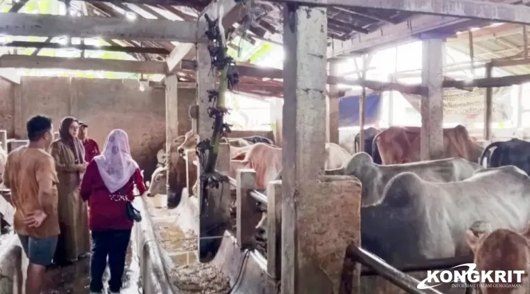 Jelang Idul Adha 1445 H, Pemko Pariaman Telah Periksa Kesehatan terhadap 800 Ekor Sapi Kurban