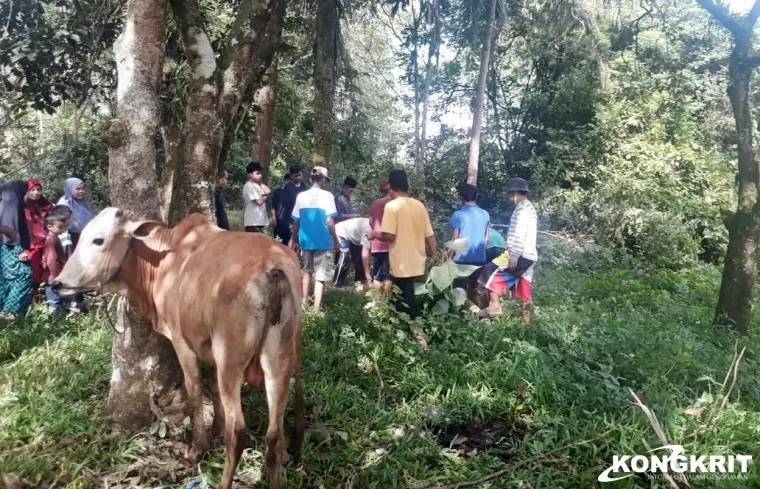 Penurunan Jumlah Peserta Kurban di Bukit Gombak Sijunjung Akibat Turunnya Harga Karet dan Pinang