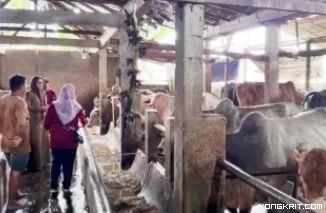 Jelang Idul Adha 1445 H, Pemko Pariaman Telah Periksa Kesehatan terhadap 800 Ekor Sapi Kurban