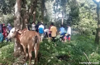 Penurunan Jumlah Peserta Kurban di Bukit Gombak Sijunjung Akibat Turunnya Harga Karet dan Pinang