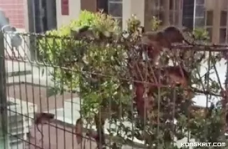 Viral di Sosial Media, Segerombolan Tikus Serang Pemukiman Warga di Karawang