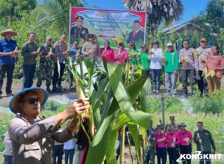 Polres Nagekeo Gelar Panen Raya Jagung Serentak Tahap I, Dukung Swasembada Pangan 2025