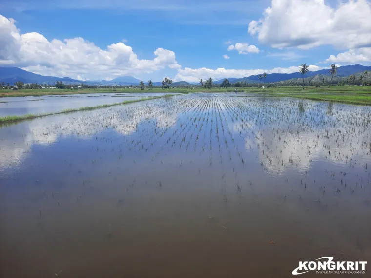 Banjir Rendam Sawah dan Permukiman di Nagekeo, Petani Minta Pemerintah Segera Selesaikan Saluran Pembuangan