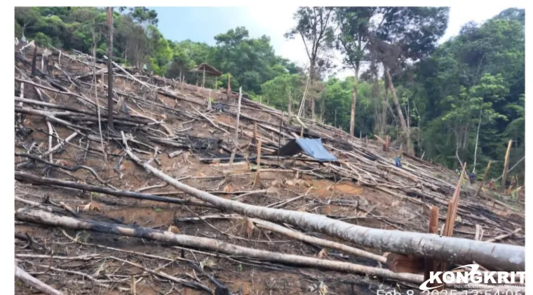 Diduga Buka dan Bakar Hutan Ulayat Tanpa Izin, Warga Laporkan Pelaku Terduga ke Polres Pesisir Selatan