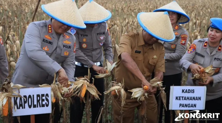 Kapolres Metro Bekasi Kota Gelar Panen Raya Jagung Tahap 2 di Mustikasari untuk Perkuat Ketahanan Pangan