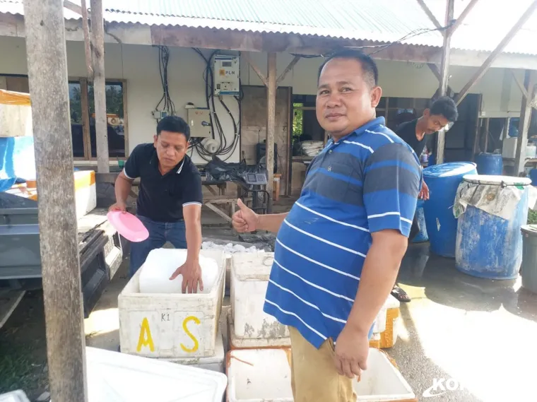 Pengusaha Lokal di Pesisir Selatan Sukses Kembangkan Budidaya Udang Vaname