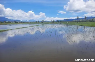 Banjir Rendam Sawah dan Permukiman di Nagekeo, Petani Minta Pemerintah Segera Selesaikan Saluran Pembuangan