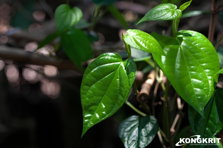 Ajaib! Daun Sirih, Ramuan Alami untuk Kesehatan Mata. (Foto : Dok. Istimewa)