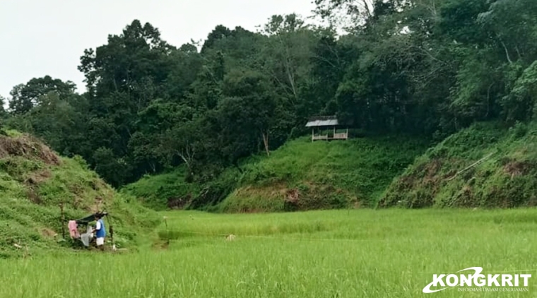 Krisis Padi di Nagari Padang Laweh, Sijunjung, Teror dari Darat, Air, dan Udara