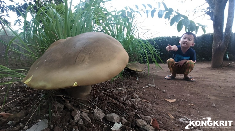 Kenapa Jamur Tumbuh Subur di Indonesia? Ternyata ini Alasannya. (Foto : Dok. Istimewa)