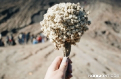 Di Gunung Bromo, Bunga Abadi Ini Malah Dijual Murah, Loh Kok? (Foto : Dok. Istimewa)