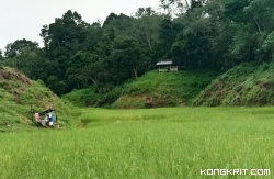 Krisis Padi di Nagari Padang Laweh, Sijunjung, Teror dari Darat, Air, dan Udara