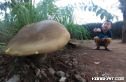 Kenapa Jamur Tumbuh Subur di Indonesia? Ternyata ini Alasannya. (Foto : Dok. Istimewa)