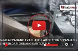 Video Damkar Padang Evakuasi Ular Phyton Sepanjang 5 Meter dari Gudang Kantor PLN