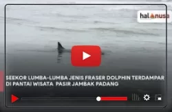 Video Seekor Lumba-Lumba Jenis Fraser Dolphin Terdampar di Pantai Wisata Pasir Jambak Padang