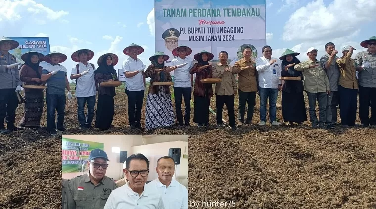 Tulungagung Tanam Perdana Tembakau Musim Tanam 2024 (insert : Pj Bupati Tulungagung Heru Suseno didampingi Kadis Pertanian, Suyanto dan Wakil APTI provinsi Jatim )