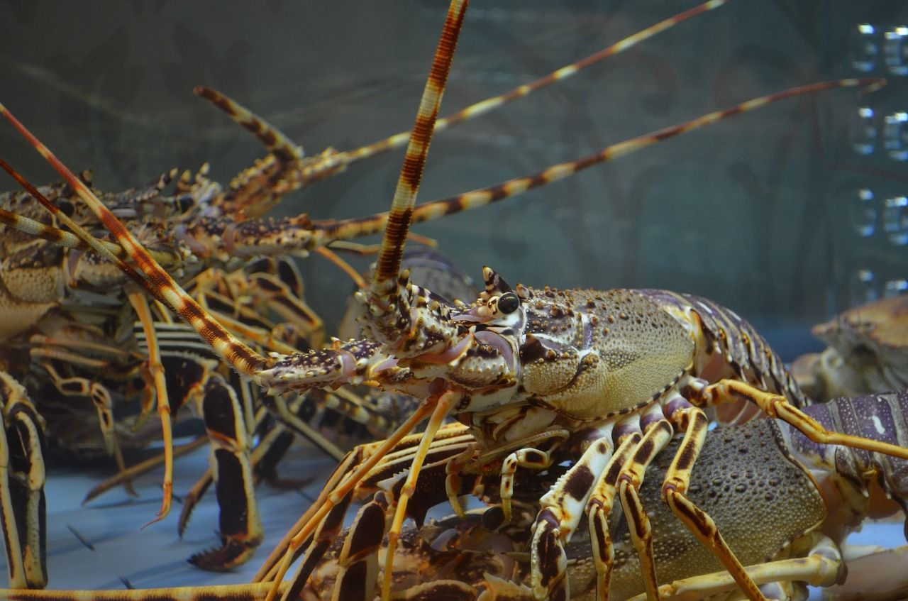 Ilustrasi lobster./ /premagraphic//Pixabay