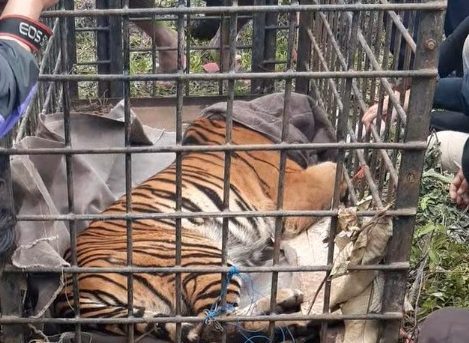 Petugas Badan Konservasi Alam Indonesia (BKSDA) mengevakuasi seekor harimau Sumatera (Panthera Tigris sumatrae) seberat 60 kilogram dengan panjang hingga 2 meter, setelah lima hari mengembara di kawasan pemukiman di Desa Rawang Gadang, Simpang Tanjuang Na