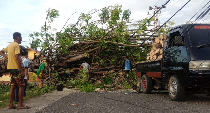 Dua pohon besar tumbang di Kompleks Eks Terminal 42 Andalas, Kecamatan Kota Tengah, Kota Gorontalo | Halonusa
