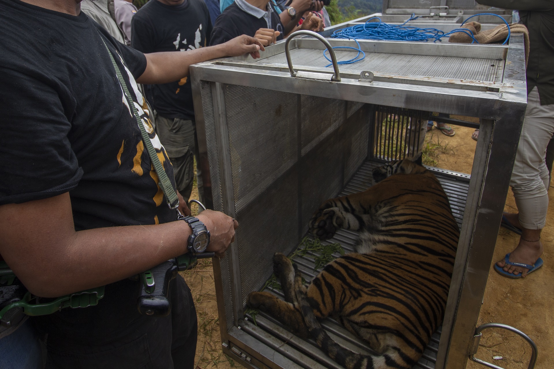 Rangers evacuate the male Sumatran Tiger 3 meters was caught in a trap in a forest area located roughly 500 meters from the village at Simpang Tanjung Nan IV subdistrict, Solok regency, West Sumatra province on December 7, 2020. Kariadil Harefa