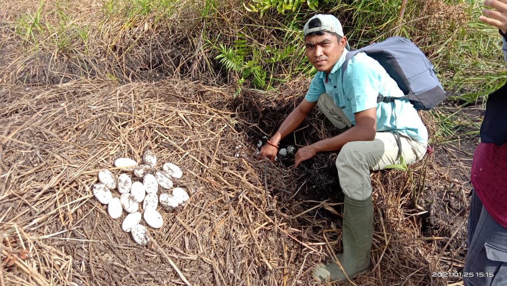 Puluhan telur buaya muara ditemukan di lahan sawit warga di Jorong Ujuang Labuang Timur, Nagari Tiku V Jorong, Kecamatan Tanjung Mutiara, Kabupaten Agam. | Int/Halonusa
