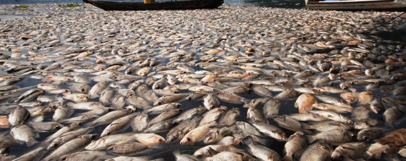 Ikan mati di Danau Maninjau, Kabupaten Agam, Sumatera Barat
