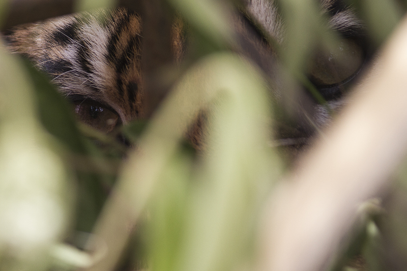 Harimau Sumatra (Panthera Tigris Sumatre) | Dokumentari Kariadil Harefa/Tanharimage/Halonusa.com | 