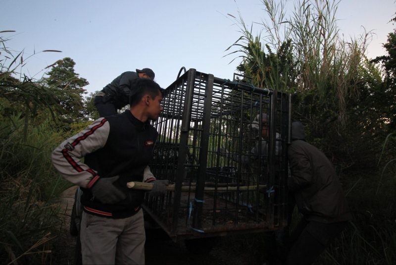 Ilustrasi- Jerat atau perangkap portable untuk mengevakuasi Harimau Sumatra atau satwa dilindungi ketika terjadi konflik antara manusia | Dok. Kariadil Harefa/Halonusa.com