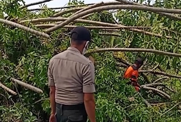Ilustrasi pohon tumbang | BPBD Kota Padang mengerahkan pasukan untuk membersihkan material pohon tumbang di sejumlah titik bencana, salah satunya di kawasan pemakaman di Ulak Karang, Kecamatan Padang Utara, Kota Padang, Sumatera Barat, Rabu (3/3/2021). Ti