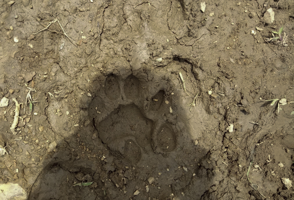 Tapak Harimau Sumatra yang ditemukan tim BKSDA Resor Agam, Sumatera Barat saat melakukan investigasi laporan warga di di Sawah Liek Aia, Jorong Cubadak Lilin, Nagari Tigo Balai, Kecamatan Matur, Kabupaten Agam